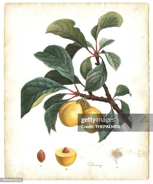 ilustraciones, imágenes clip art, dibujos animados e iconos de stock de ciruelas pasas amarillas ilustración 1819 - ciruela pasa