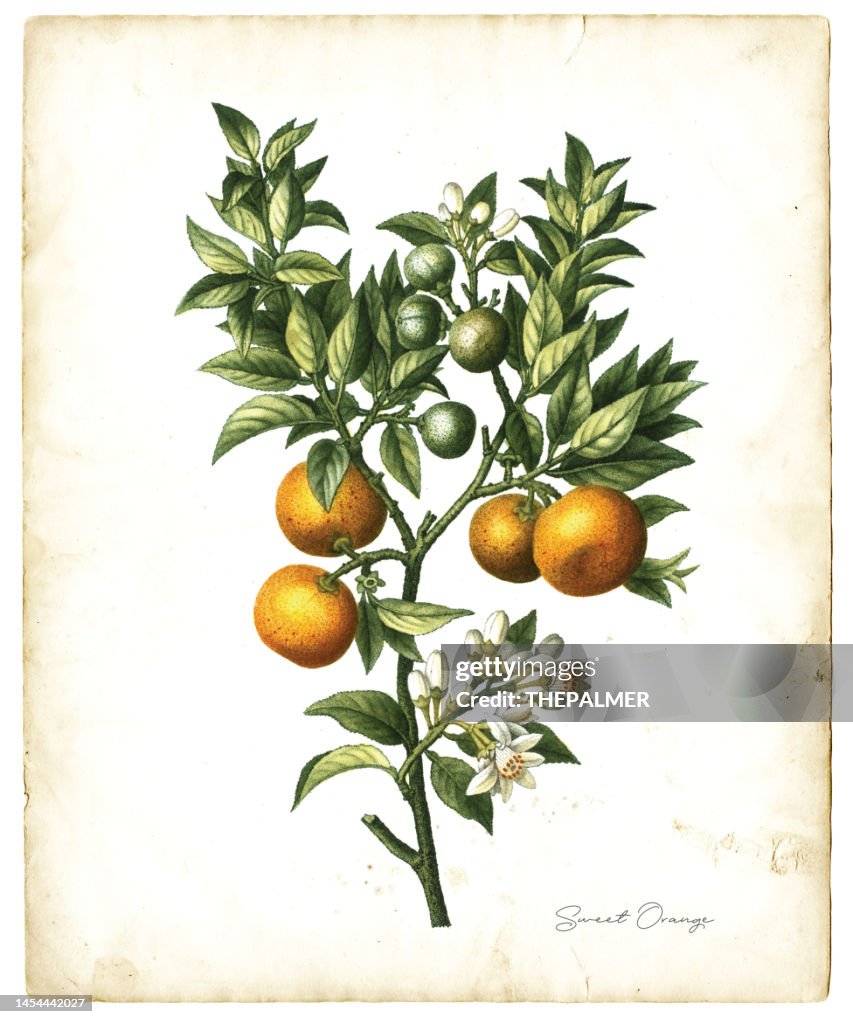 Sweet orange fruits illustration 1819