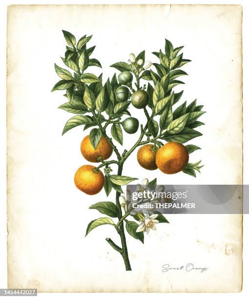 sweet orange fruits illustration 1819 - orange blossom stock illustrations