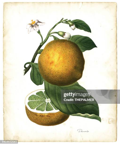 ilustrações, clipart, desenhos animados e ícones de ilustração da fruta de pomelo 1819 - cidra frutas cítricas
