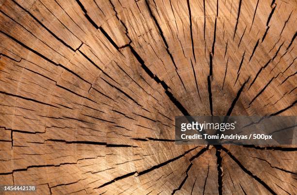 full frame shot of tree stump,indonesia - biological and identical stock-fotos und bilder
