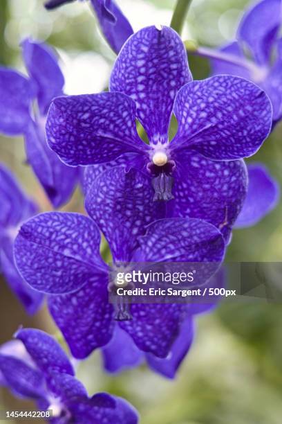close-up of purple flowering plant,milwaukee,wisconsin,united states,usa - vandaceous stockfoto's en -beelden