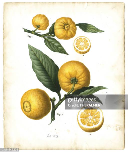 lemons fruit illustration 1819 - plant part stock illustrations