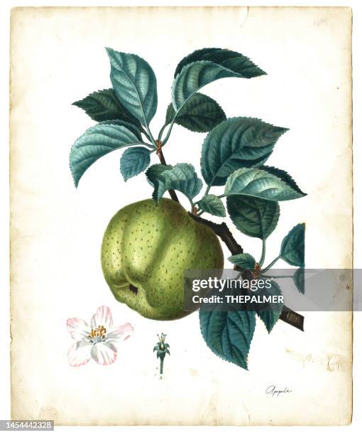 bildbanksillustrationer, clip art samt tecknat material och ikoner med apple fruit illustration 1819 - fruktträd