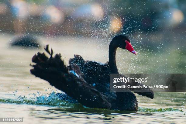 side view of black swan swimming in lake,united arab emirates - black swans stock pictures, royalty-free photos & images