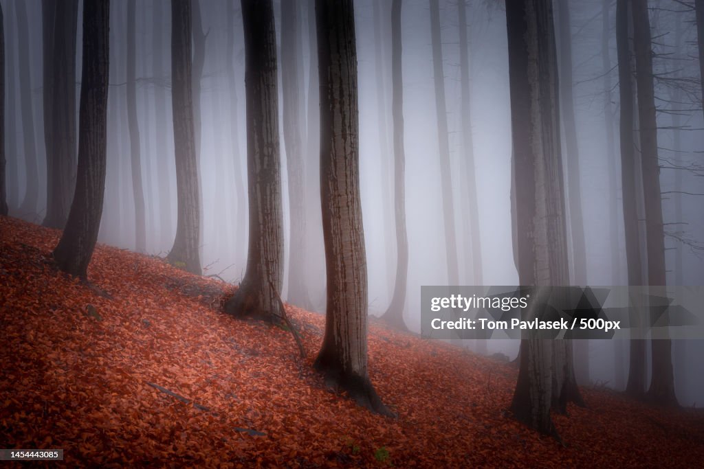 Trees in forest,Czech Republic
