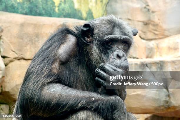 portrait of gorilla,xiong mao da dao,china - common chimpanzee stock pictures, royalty-free photos & images