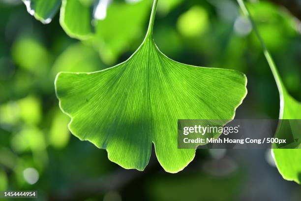 close-up of green leaves,france - ginkgo stockfoto's en -beelden