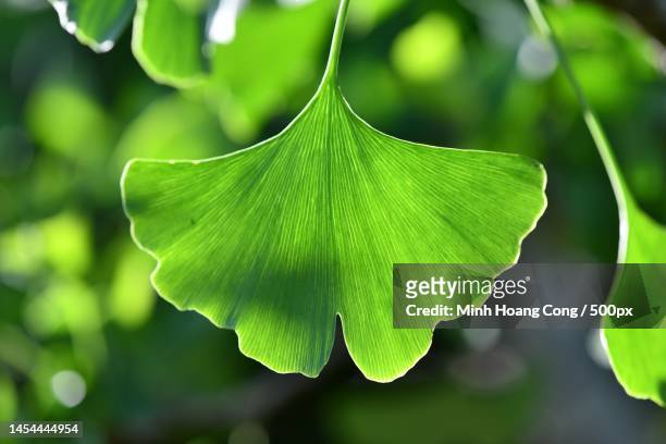 close-up of green leaves,france - ginkgo tree - fotografias e filmes do acervo