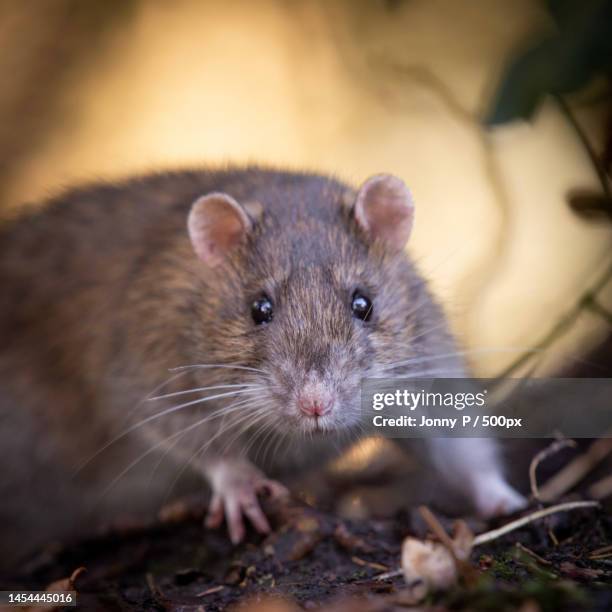 close-up portrait of rat on field - field mouse fotografías e imágenes de stock