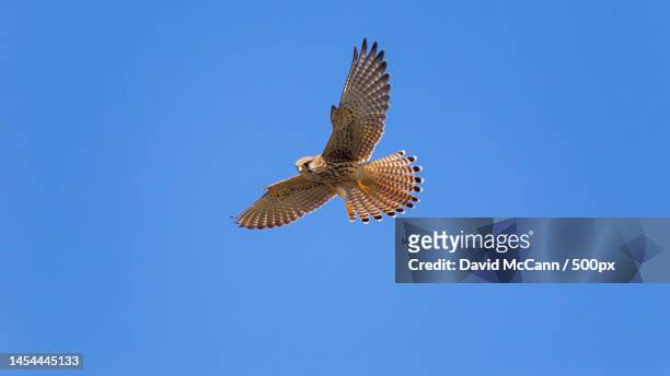 low angle view of eagle flying against clear blue sky,china - cernícalo fotografías e imágenes de stock