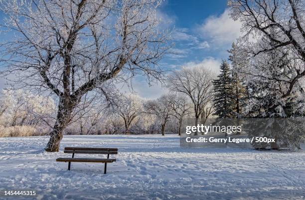 empty bench on snow covered field against sky,winnipeg,manitoba,canada - winnipeg park stock pictures, royalty-free photos & images