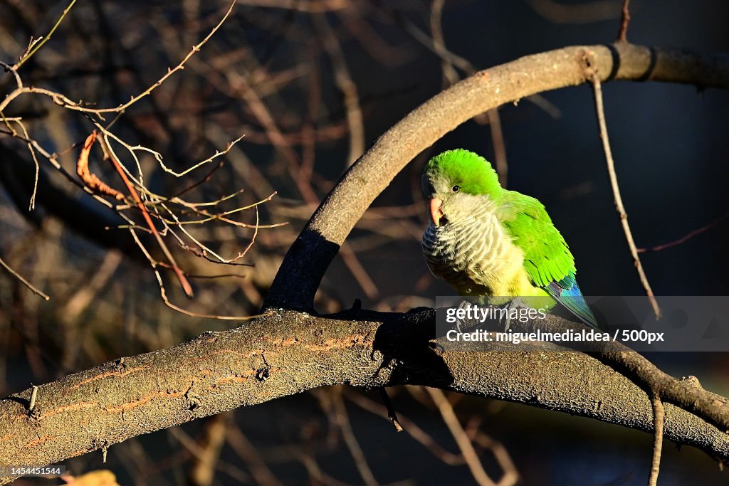 Close-up of parrot perching on branch,El Retiro Park,Madrid,Spain