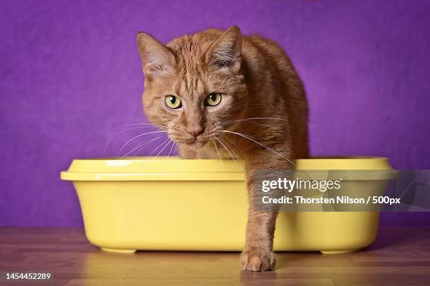 cute ginger cat going out of a yellow litter box horizontal image with selective focus,germany - cat box foto e immagini stock