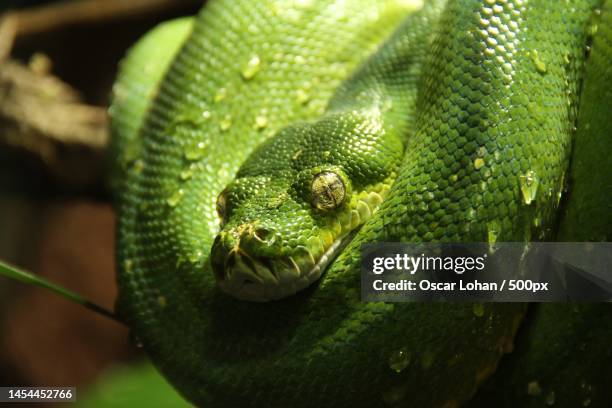 Green Python Hanging 45 Hanging Scale Isolated Stock Photos, High-Res Pictures, and Images ...