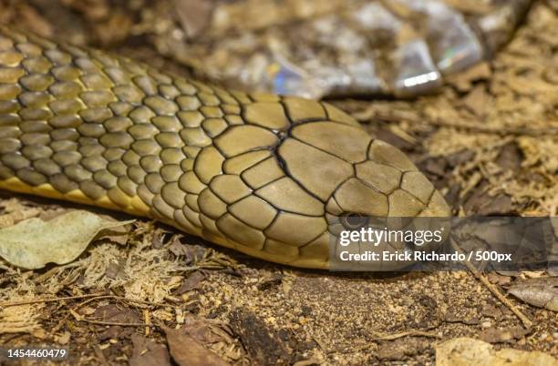 close-up of king cobra on field,indonesia - cobra rey fotografías e imágenes de stock