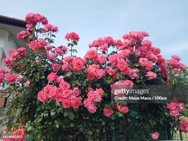 low angle view of pink flowering plants against sky - rosenfarben stock-fotos und bilder