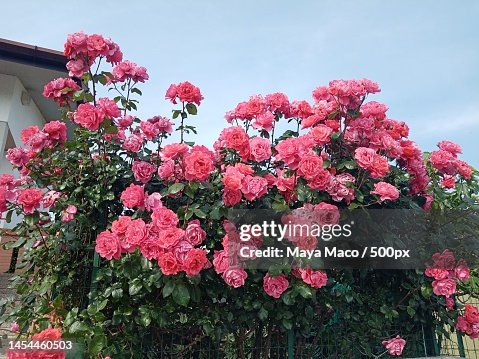 Low angle view of pink flowering plants against sky Low angle view of pink flowering plants against sky