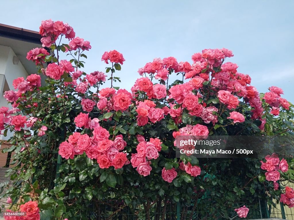 Low angle view of pink flowering plants against sky