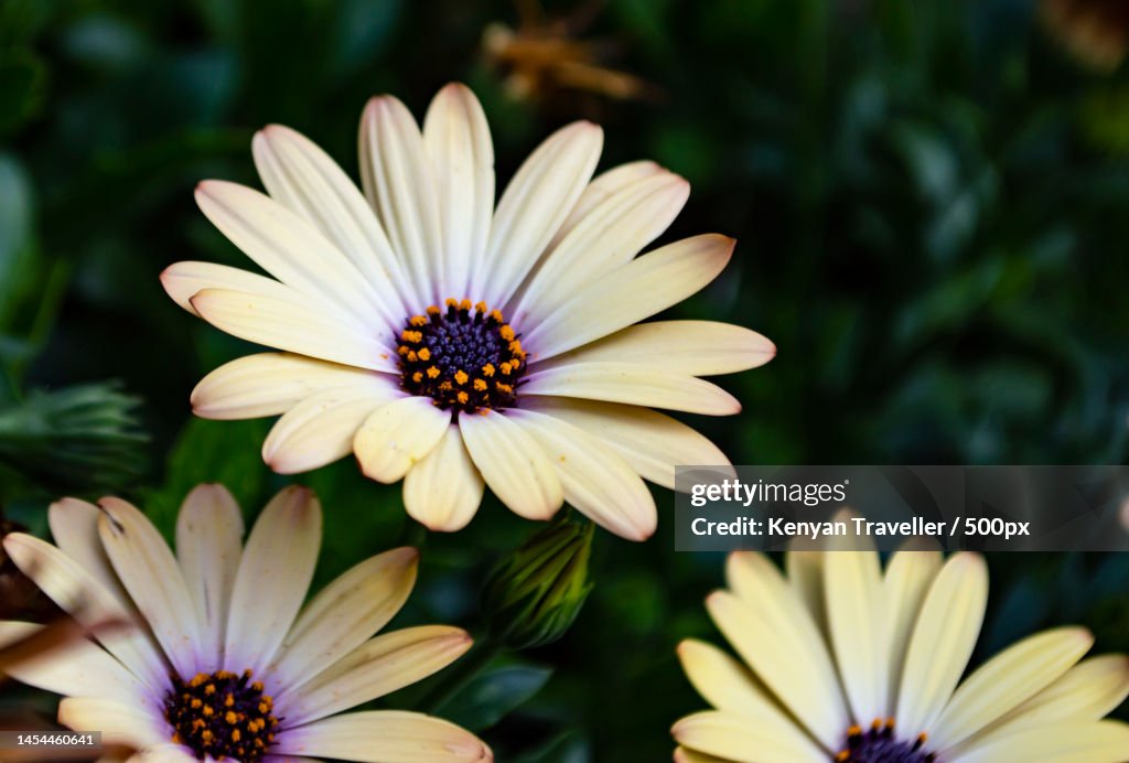Riara Ridge Closeup Of White Daisy Flowers Riara Ridge Kenya High-Res Stock Photo ...