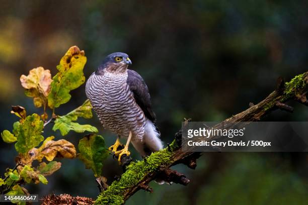 close-up of hawk of prey perching on branch,norfolk,united kingdom,uk - bird uk bird of prey stock pictures, royalty-free photos & images