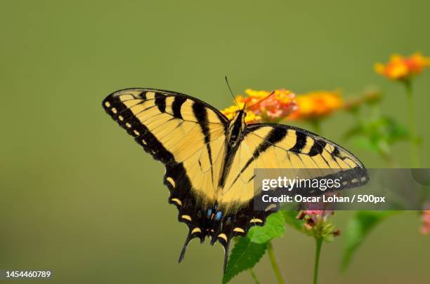 close-up of butterfly pollinating on flower,indonesia - yellow perch stock-fotos und bilder