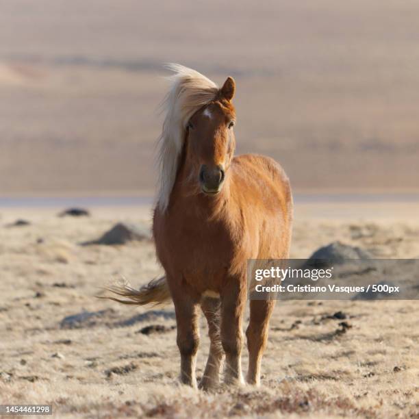 portrait of icelandic pony standing on field,iceland - majestic horse stock pictures, royalty-free photos & images