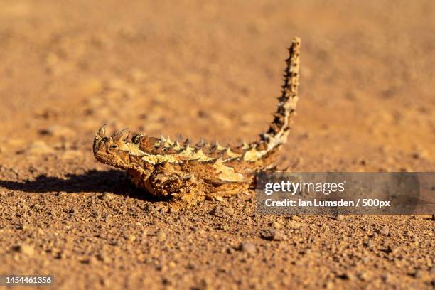 Demon Riding Lizard Demon Lizard Photos and Premium High Res Pictures - Getty Images