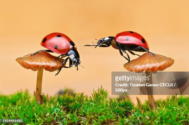close-up of ant on mushroom,byala,bulgaria - close up of mushroom growing outdoors stock-fotos und bilder