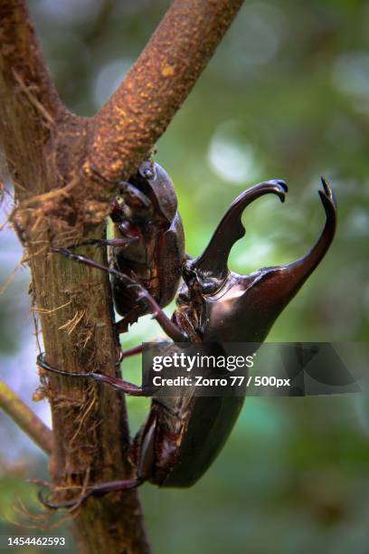 close-up of insect on plant,indonesia - allomyrina dichotoma stockfoto's en -beelden