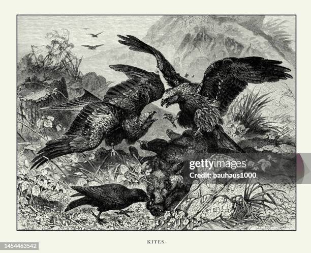 antiker amerikanischer stich, drachen, vogel: naturgeschichte, 1885 - kite bird stock-grafiken, -clipart, -cartoons und -symbole