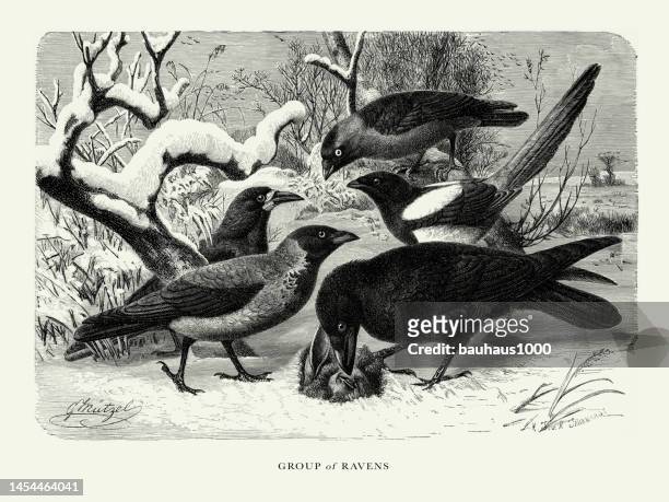 antiker amerikanischer stich, rabengruppe, vogel: naturgeschichte, 1885 - crow bird stock-grafiken, -clipart, -cartoons und -symbole
