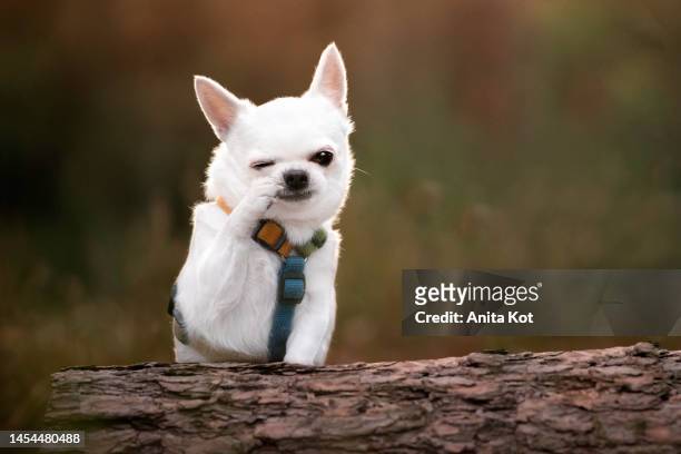 embarrassed chihuahua dog - chihuahua love stock pictures, royalty-free photos & images