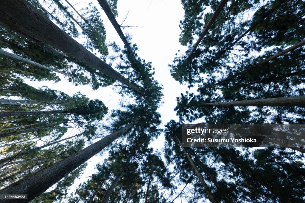 Forestry people thin the cedars to maintain the forest.
