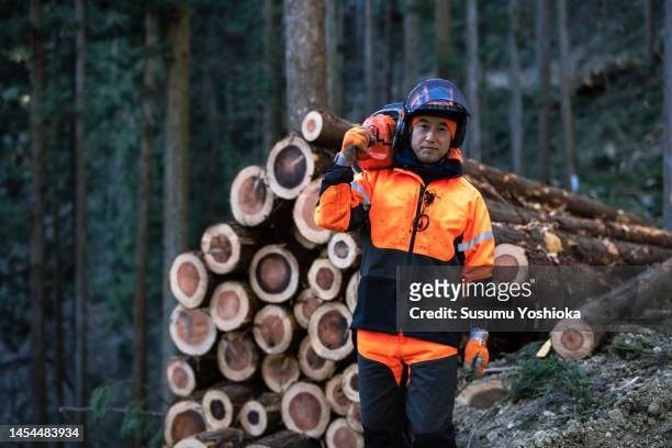 forestry people thin the cedars to maintain the forest. - green economy stockfoto's en -beelden