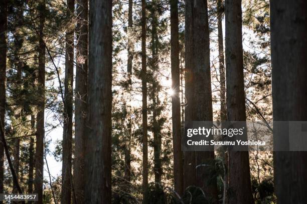 forestry people thin the cedars to maintain the forest. - cryptomeria japonica stock pictures, royalty-free photos & images