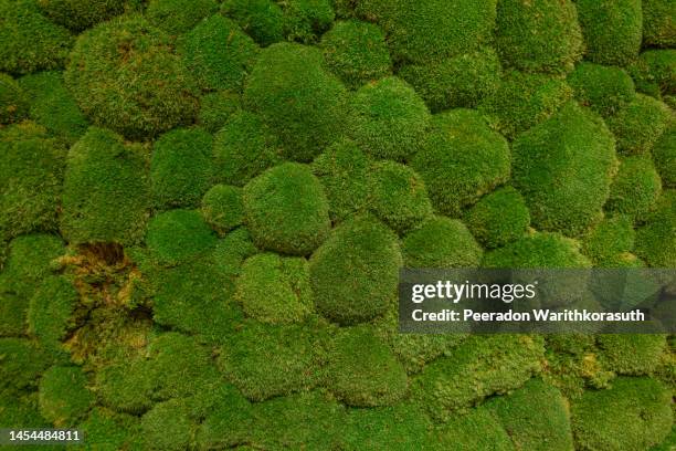 moss and grass background. - texture mousse photos et images de collection