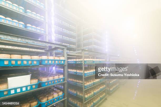 unattended image of a mushroom production plant - chichibu saitama stock pictures, royalty-free photos & images