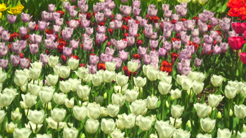 Campo De Tulipanes De Flores Coloridas Primavera Naturaleza Vídeo de stock  - Getty Images