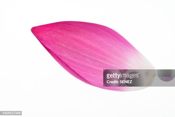 close-up of lotus petal over whtie background - petal imagens e fotografias de stock