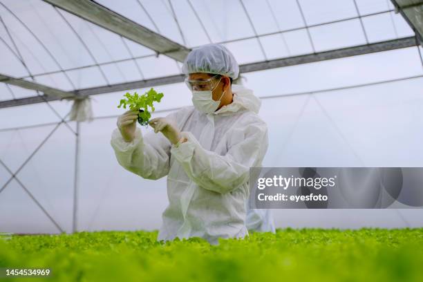 科学者はハイドロフォニック野菜農場で働いています。 - breeder ストックフォトと画像