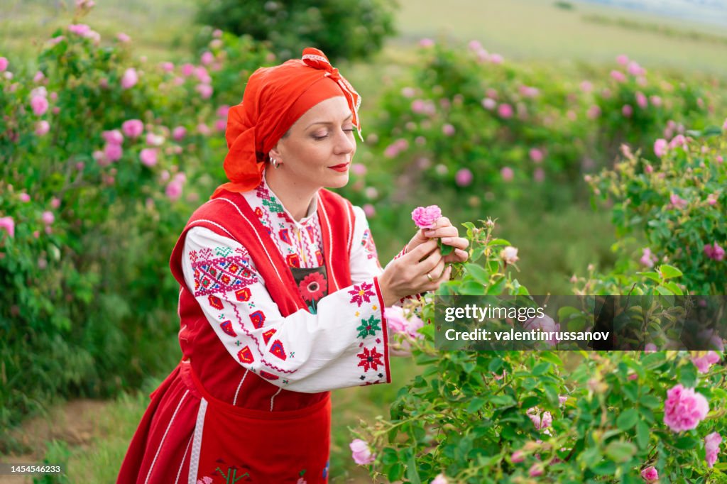 Middle age woman with traditional bulgarian clothes enjoys the aroma of oil-bearing rose (Rosa Damascena). Rose harvesting, essential oil production
