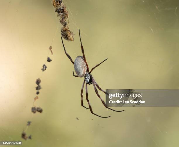 australian spider - orb weaver spider stock pictures, royalty-free photos & images