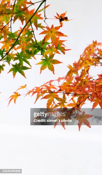 japan maple in white background - ahornblatt freisteller stock-fotos und bilder