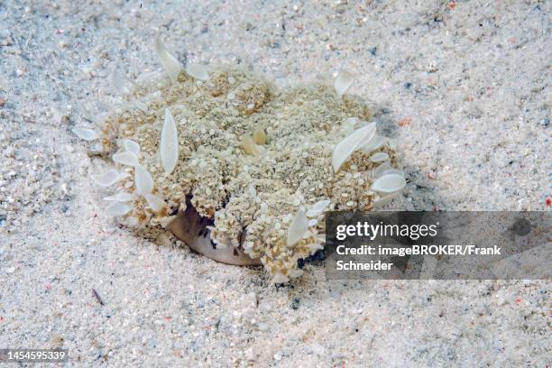 mangrove jellyfish (cassiopeia andromeda) lying upside down on sandy seabed, philippine sea, indo-pacific, cebu, visayas, philippines - rhizostomeae stock-fotos und bilder