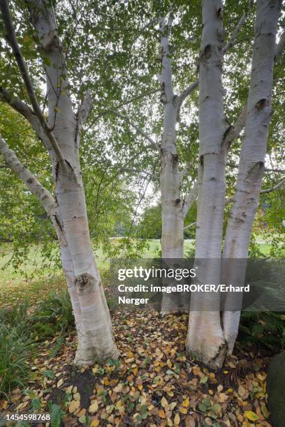 himalayan birch (betula utilis jaquemontii), hanover, lower saxony, germany - himalayan birch stock pictures, royalty-free photos & images