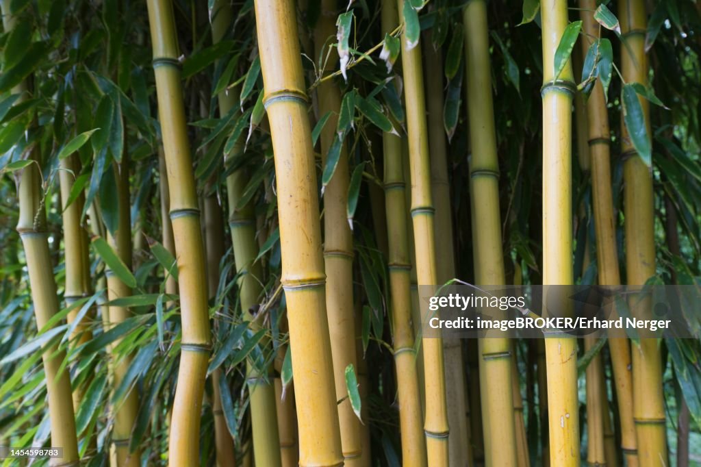 Yellow groove bamboo (Phyllostachys aureosulcata), Hanover, Lower Saxony, Germany