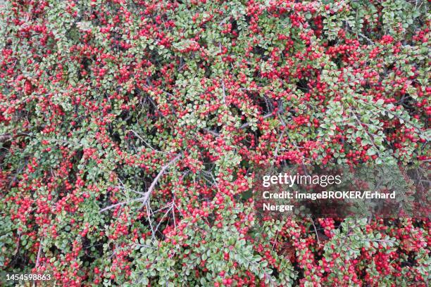 rockspray cotoneaster (cotoneaster horizontalis), fruiting, hanover, lower saxony, germany - cotoneaster horizontalis stock pictures, royalty-free photos & images