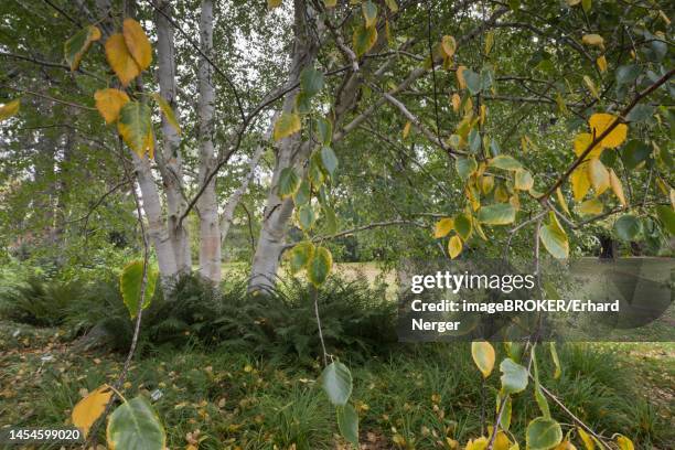 himalayan birch (betula utilis jaquemontii), hanover, lower saxony, germany - himalayan birch stock pictures, royalty-free photos & images