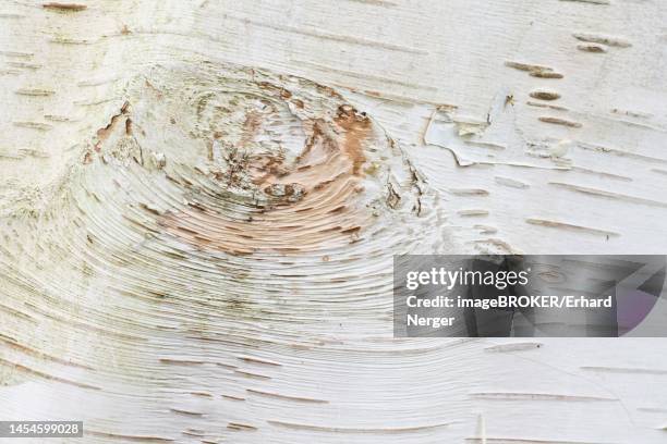 himalayan birch (betula utilis jaquemontii), bark, hanover, lower saxony, germany - himalayan birch stock pictures, royalty-free photos & images